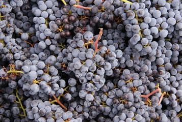 Bunch of grapes