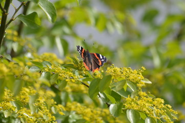 Atalanta Kelebeği - Vanessa Atalanta