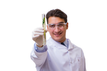 Scientist with green seedling in glass isolated on white