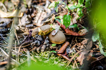 Two small white mushrooms in dry foliage.