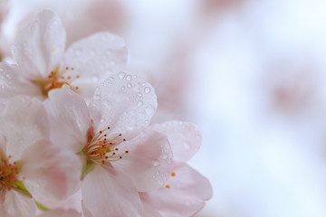 春雨の中咲く桜