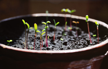 Young sprouts sprouts grow from the ground close up