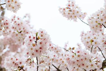 満開の桜