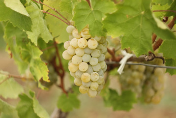 Grapes