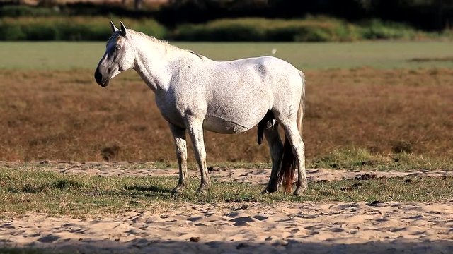 Purebred andalusian spanish horse standing and in erection on dry pasture at sunset