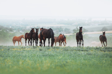 The herd of horses graze in the field against the background of the landscape and the morning haze....
