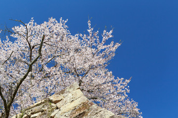 津山城 -春爛漫感動の桜-