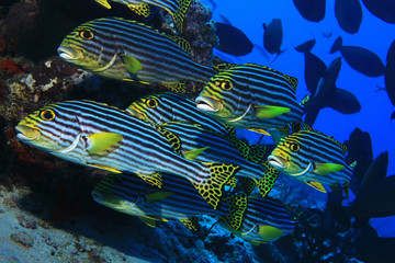 Shoal of oriental sweetlips fish