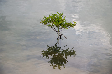 Tree and shadow reflected on water in the mangroves.