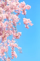Crédence de cuisine en verre imprimé Fleur de cerisier 満開の枝垂れ桜