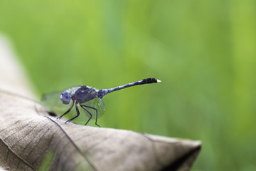 Dragonfly perched on dry leaf , The evening sun