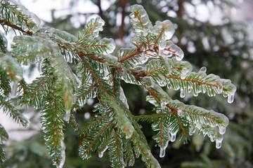 branches of spruce covered with ice after rain