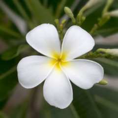 Obraz na płótnie Canvas White Plumeria beautiful tropical ( Frangipani flower )