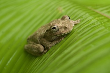 Treefrog