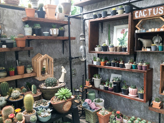 Group of cactus pots, potted plants and houseplants on shelf with grey concrete background. Summer hot weather plants in urban life for office / home decoration