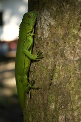 Fototapeta premium Iguana