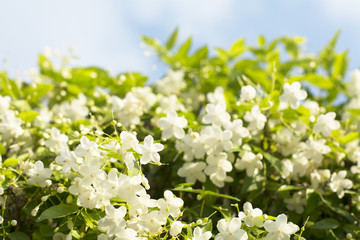 selective focus fresh and beautiful wild water plum flowers with blue sky background
