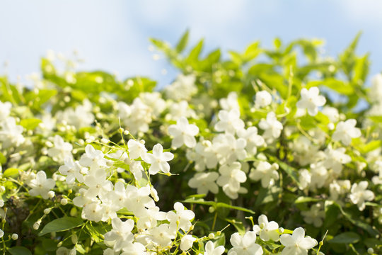 selective focus fresh and beautiful wild water plum flowers with blue sky background