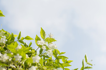 selective focus fresh and beautiful wild water plum flowers with blue sky background