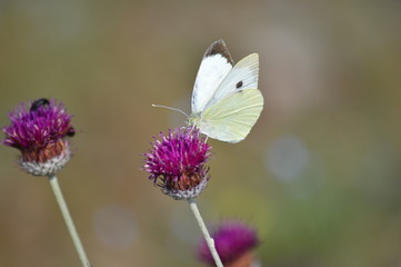 Büyük Beyazmelek Kelebeği, Pieris brassicae