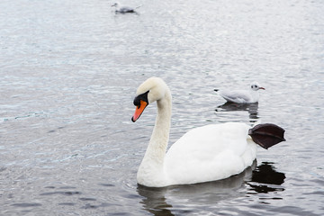 Naklejka premium Swan family, swan love.