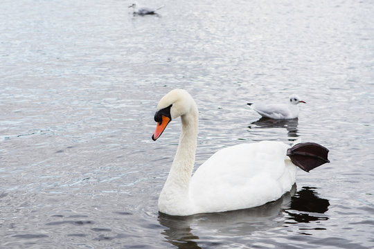 Swan family, swan love.