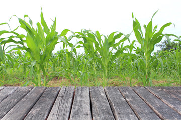 wood table on corn field background