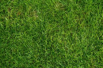 Green lawn for background.
