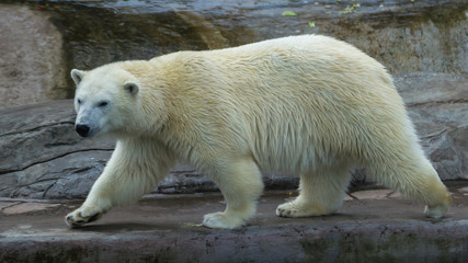 Fototapeta na wymiar Polar bear