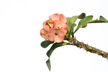 isolated Crown of thorns or Christ Thorn flowers