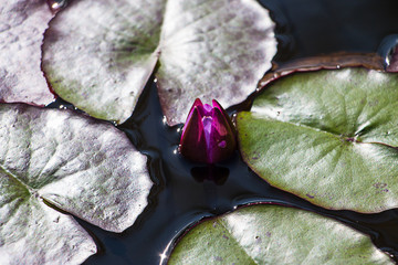 Pink lotus and leafs in the water background.