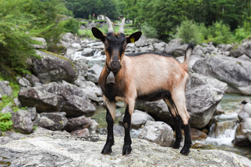 Goat at a river near Foroglio