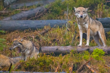 The gray wolf or grey wolf (Canis lupus) standing on a rock