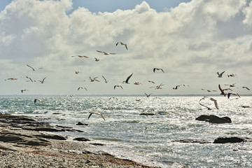 Tens of seagulls flying over the coast