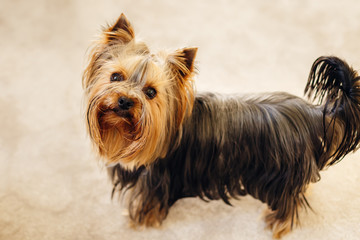 tiny yorkshire terrier looking at camera