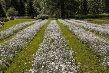 Fototapeta na wymiar cultivation of edelweiss flowers in mountain
