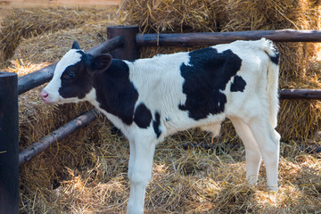 Calf on the farm.