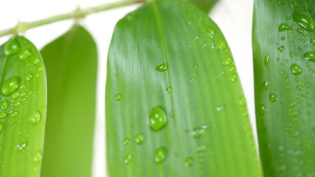 bamboo leaf with drop