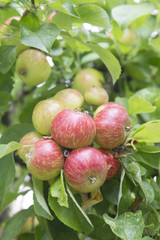 Red and Green Apples