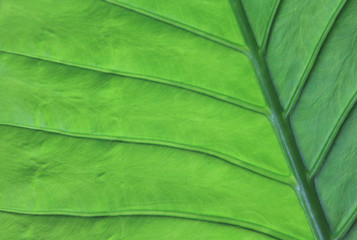 Texture of a green leaf as background, botanically detail