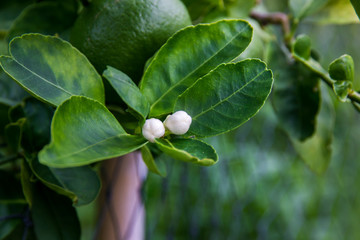 lemon flowers on tree in garden