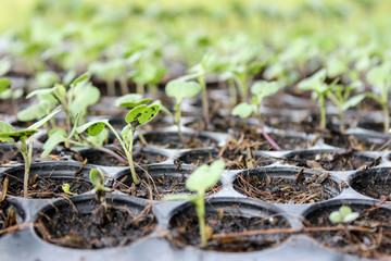 concept,nature,close up