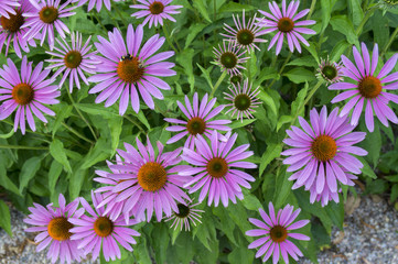Fototapeta premium Echinacea purpurea, eastern purple coneflower in bloom, bunch of coneflowers