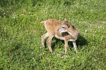 Naklejka na ściany i meble Young european mouflon animal on green meadow with grass