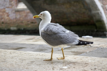 Larus michahellis, Yellow-legged Gull on wooden pier