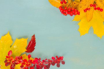 Fall yellow maple leaves and red berries with copy space on blue background