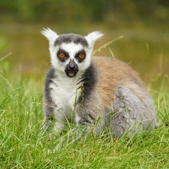 Katta