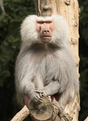 Obraz premium bamboo sittimg on a trunk