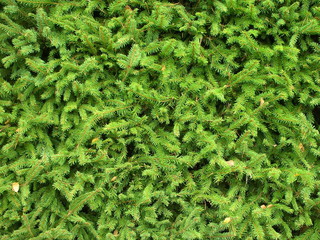 Detail of evergreen hedge