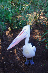 An Australian Pelican water bird with a pink beak 